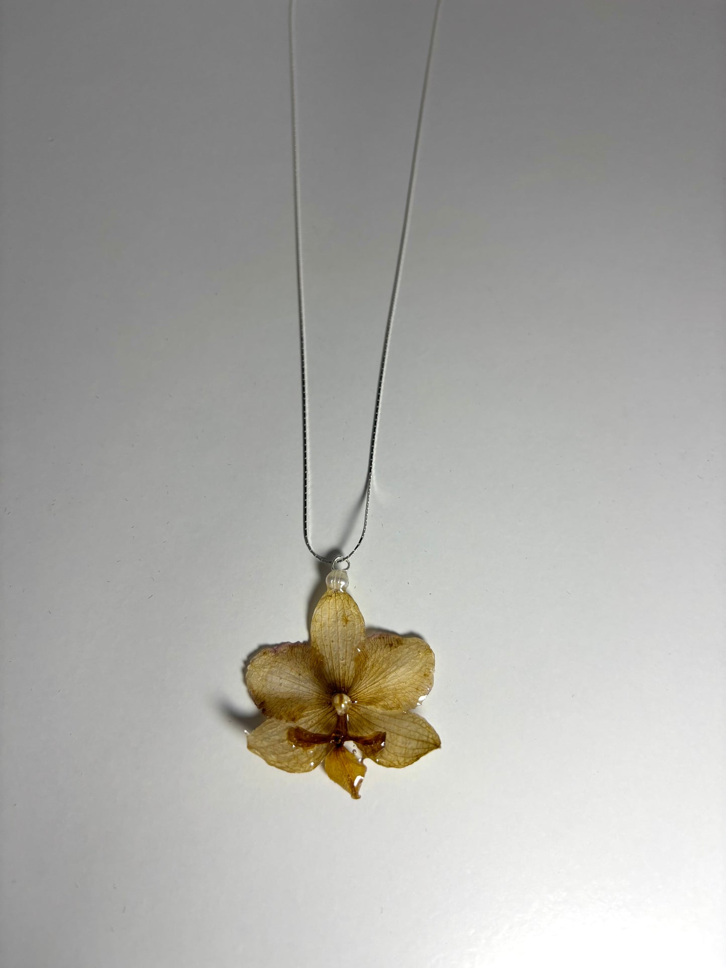 Soft brown mini orchid