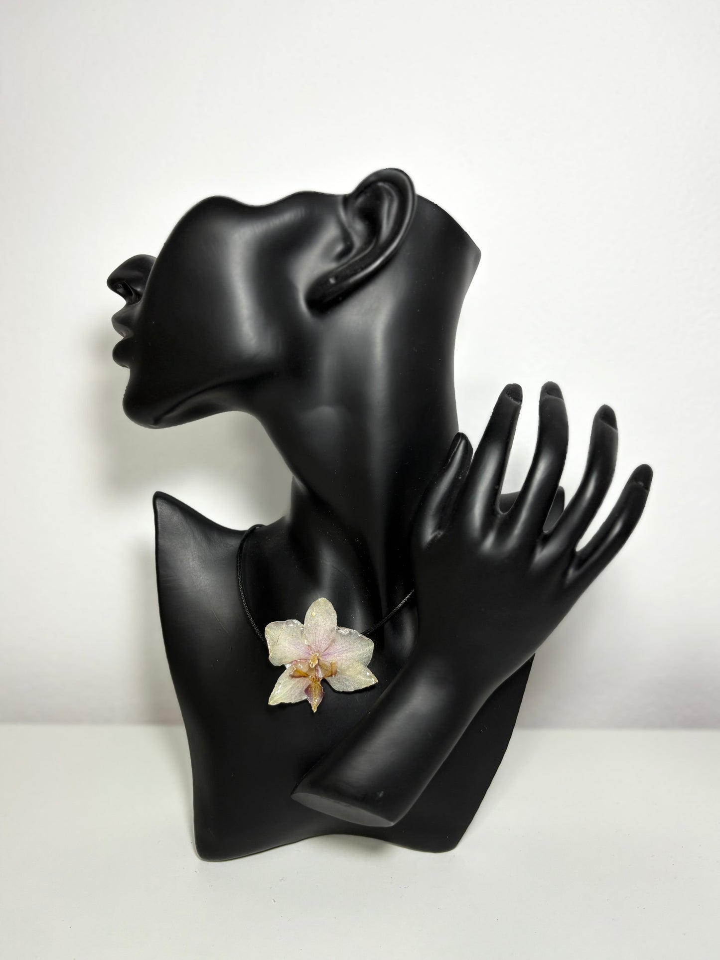 Moon orchid