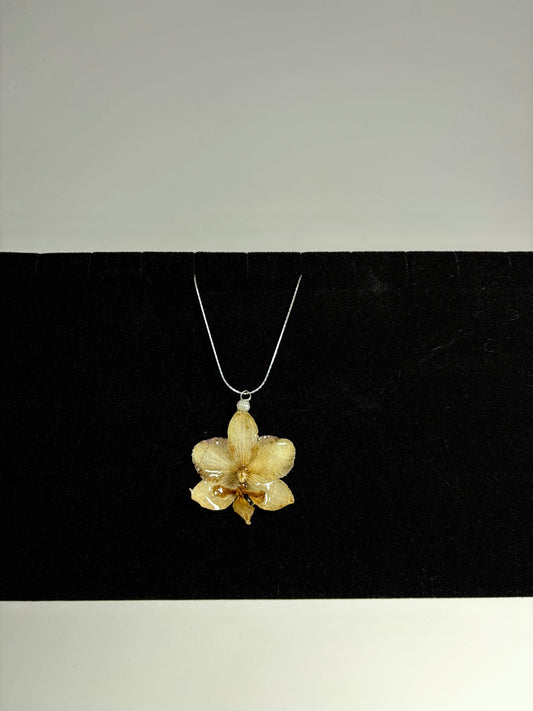 Soft brown mini orchid