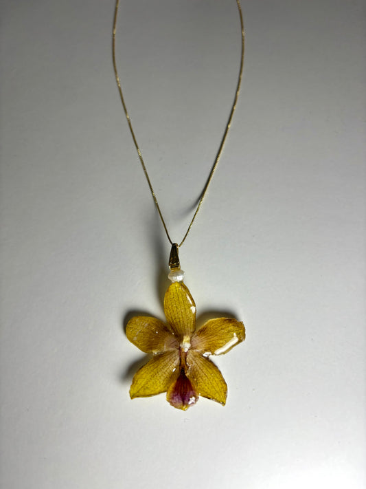 Mini tropical orchid