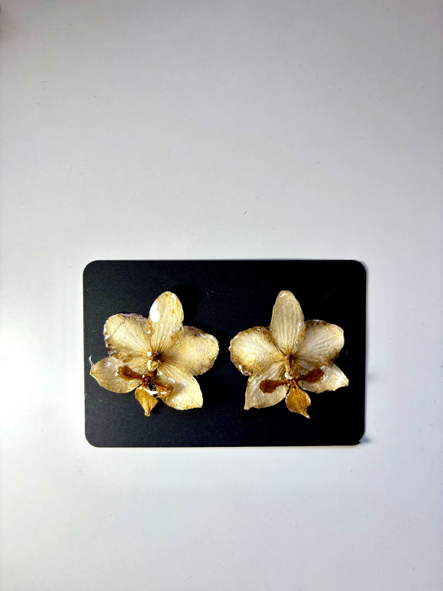 Cercei Mocha orchid