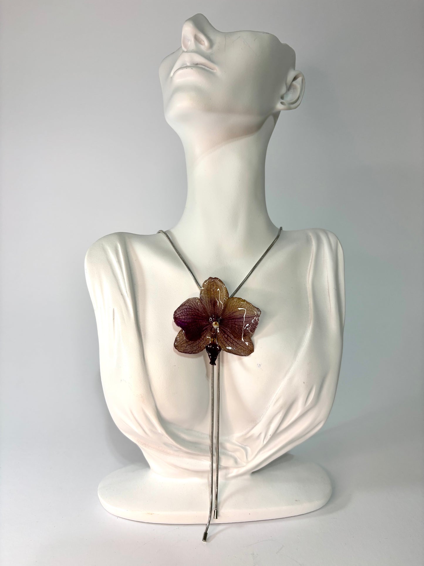 Mini Mocha orchid