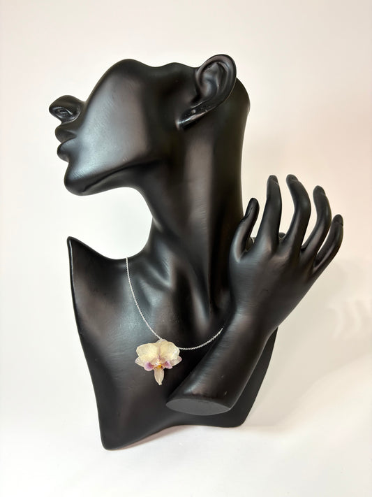 Soft white mini orchid