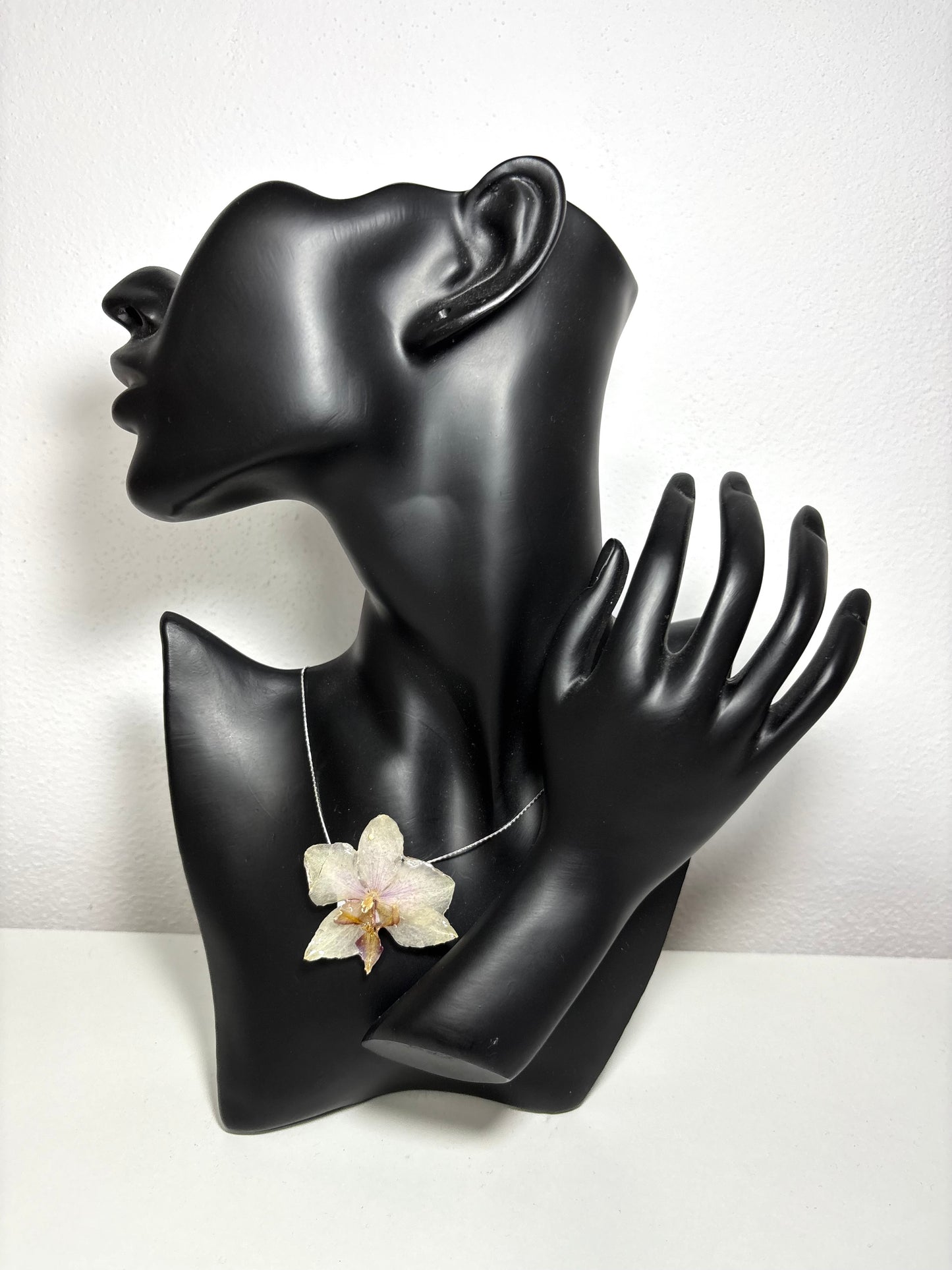Moon orchid