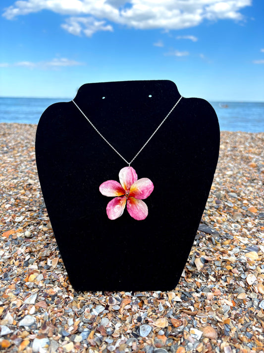 Pink Plumeria